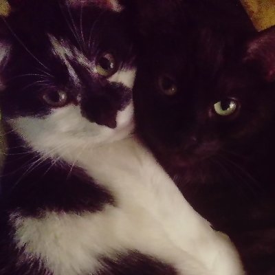 Balcerek123's profile picture. Już nie asesor sądowy w Warszawie. 
Nie wszystkie wpisy należy traktować 100% poważnie. 
Semper felis ニャン ニャン ニャン
ту ту ту ту ту ту ту ту ту ту