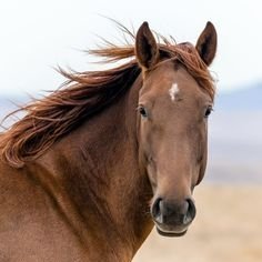 crazy horse