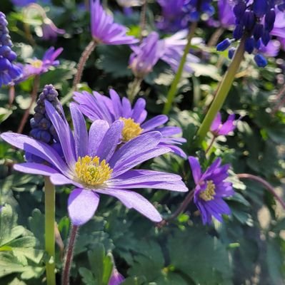 QueenValeNova's profile picture. Mijn telefoon leidt een eigen leven en dus staan mijn tweets vol met spelfouten.