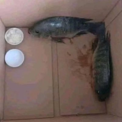 mikoo695's profile picture. Voy a la playa había subido la marea. My el bañador. #OPEN #BTC