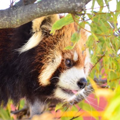 レッサーパンダが大好き！毎日レッサーパンダの写真をあげています。羽村ベース。推しはホクト@遊亀とソラ@羽村。Redpanda photographer in Tokyo!🇯🇵  Unauthorized use will be charged a usage fee.