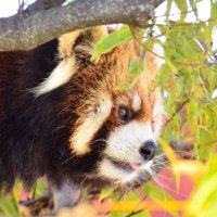 カキ(@kaki_RedPanda) 's Twitter Profile Photo