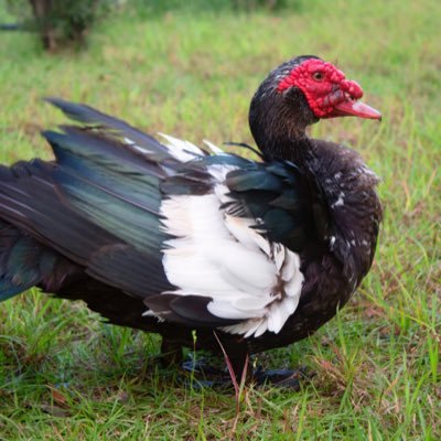 squellosunshine's profile picture. Graphic designer, artist, and silly bird.