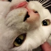 しらす@キャンプ&ねこ (@yfcuxtos0yhpviq) 's Twitter Profile