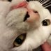 しらす@キャンプ&ねこ (@yfcuxtos0yhpviq) Twitter profile photo しらす@キャンプ&ねこ (@yfcuxtos0yhpviq) Twitter profile photo