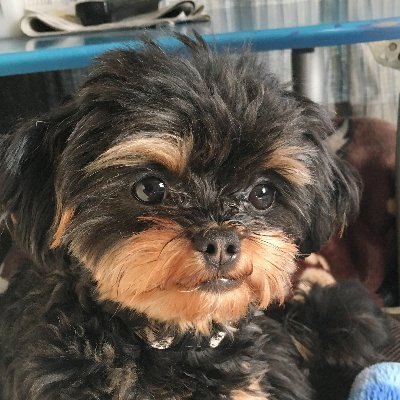 愛媛松山在住のエエおっさん。職業はエンジニア。困ったときはキアイと神頼み。写真は愛犬「かえでちゃん」と道後温泉。投稿する写真は、基本オリジナルです。 イイネ連打と、勝手にフォローご容赦ください。勝手被フォローは、バチコイです！【天安門事件を忘れない 金盾対策】