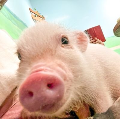 🐖💨💨💨💨💨💨さんのプロフィール画像