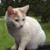 Thorne Abendsen (@thorne_abendsen) Twitter profile photo Thorne Abendsen (@thorne_abendsen) Twitter profile photo