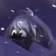 Mehettiさんのプロフィール画像