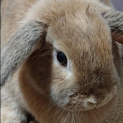 日本が大好きな真ん中やや右寄りの保守です🇯🇵アイコンは愛兎🐰自由気ままに生きてます🎌無言フォローお許し下さい🐰