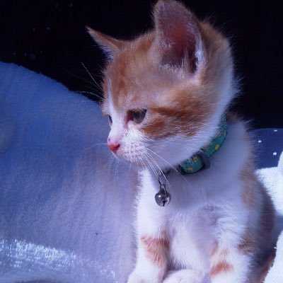 Xavi1980125's profile picture. ▷日本酒🍶 時々愛猫：えりんぎ♀🐈 ▷唎酒師／日本酒ナビゲーター／唎酒マイスター ▷『お酒ミライ』主宰 神奈川建一先生の弟子 ▷インフィニット酒スクール、日本酒を日々勉強。 ▷豊島屋酒造アンバサダー ▷日本酒の会を主催したりしてます。 ▷日本酒Instagramもやってます。👉 @xavi_sakequest