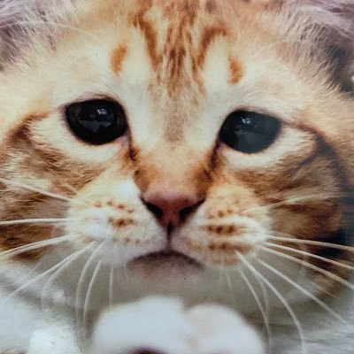 Poupelle3's profile picture. https://t.co/kLlnNmTOZZ