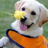 Special Puppy 🧦🐵 (@specialpuppy1) 's Twitter Profile