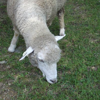 もこもこひつじ