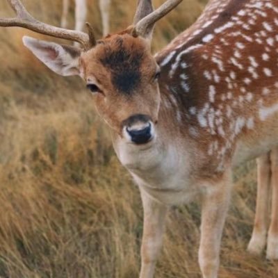 6iwir's profile picture. 