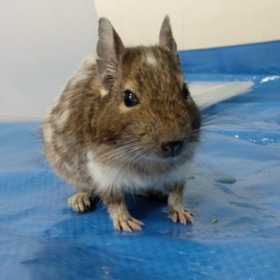 DEGUANDY's profile picture. 散歩中に歩いてたデグーを保護したのをきっかけに彼を飼うことに。