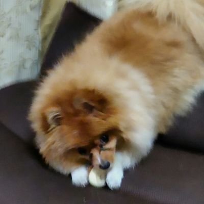 wu26zUkyf3Dj9hB's profile picture. プラモ（雑食系）と犬好きなオッさん。（元アスリート）ぐんま県人（元どうみん）無言フォロー失礼します。低浮上気味ですが気軽に絡んでください。