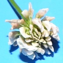 影野 知高さんのプロフィール画像