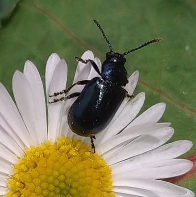 Naosan_Piano's profile picture. ずっと虫好きだと思って生きてきたけど、全然虫の名前も知らない💦「エセ虫好き人間」だった事に最近気づく。ピアノ💕絵を描く事が趣味です。どうぞよろしく。