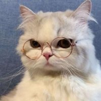 币圈狠人(众筹币圈付费社群) (@dingbinbin2) 's Twitter Profile