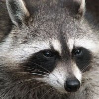 Hyper_Raccoon (@gaming_raccon) 's Twitter Profile