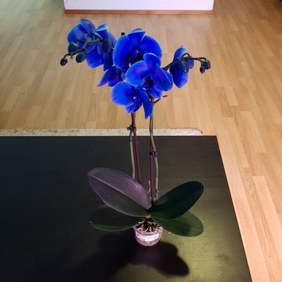 Ryuichi34784029's profile picture. 旅行と植物