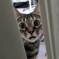 Vera (@vaer77) 's Twitter Profile