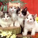 Adela Gómez - @AdelaGmez - Twitter