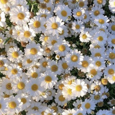 ✨🌷