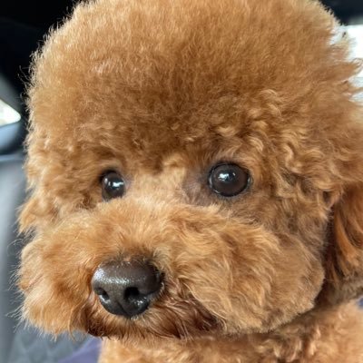 トイプードルのマハロ Nm Twitter トイプードルのマハロ Nm Twitter
