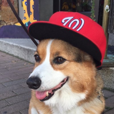 24 • Caps/Nats/HTTC fan • also a Guards/Browns fan • Ohio State alum • Audrey the corgi’s mom • glioblastoma hater • she/her • views my own