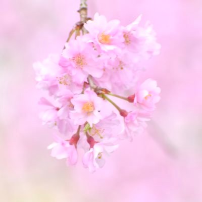 写真は癒し/お花ﾒｲﾝ 空 風景 身近な野鳥𓅫 ͗ ／大切なアルバムとしてアカウントはこのまま残しますꕤ*.ﾟ