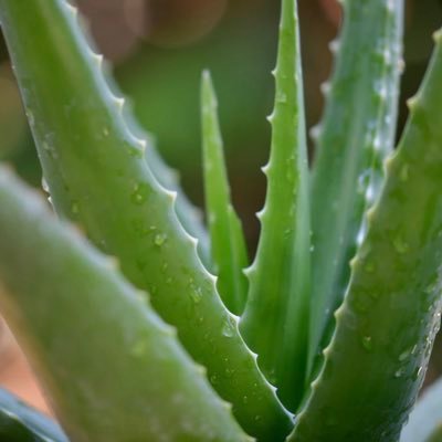 沖縄は薬草の宝庫|薬草|沖縄長生薬草|沖縄おすすめスポット|農園併設のカフェUKONSALON|沖縄の薬草の歴史|イベント情報|健康情報|ゆる〜く楽しく発信していこうと思っています。