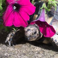 Lenny the Shell (@lenny_the_shell) 's Twitter Profile