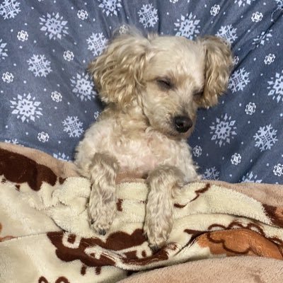 Pekochan__0314's profile picture. 