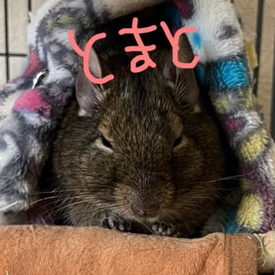 お腹すいた
眠たい
今に感謝✋
デグー♂2匹♀1匹、1匹🌈ジリス♀1匹🌈♂1匹🌈、うさぎ♂1匹、フェレット♂1匹、モルモット♂1匹
ぱくぱく嫁&ちびすけギャング
大家族(*´▽`*)
🌺&30πが大好き🎵病気野郎ですw #ハナハナ#沖ドキ#Happyジャグラー#kobe#JORDAN#typeR