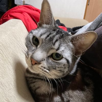ネコすけさんのプロフィール画像