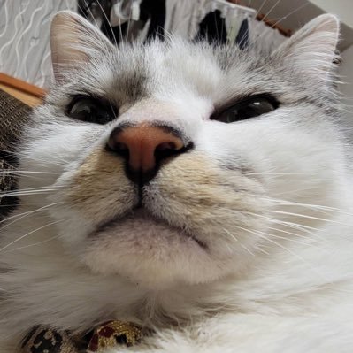 bts_jinkana's profile picture. '00(20) Nagano Cheerleading saucydog🐶