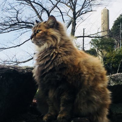 komamon1019's profile picture. データエンジニア Databricks/AWS/Salesforce/Azure