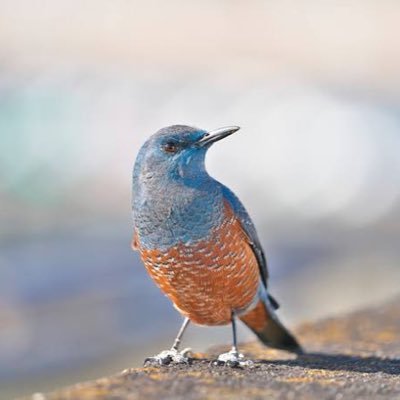 とかげさんのプロフィール画像