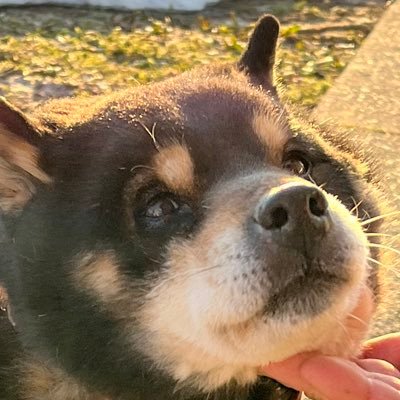 犬の写真がもれなくブレる
