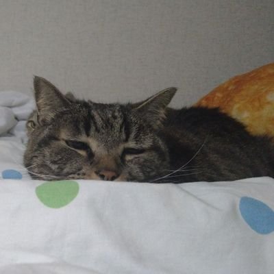 gCgrWg2xTnlZ1XZ's profile picture. エブリスタで作品を出しています。