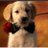 Harsh76033515's profile image
