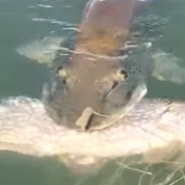 Muskie Eating A Pike Every Dayさんのプロフィール画像