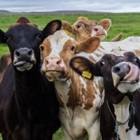 Country Roots Role Play Group (@countryrootsrpg) Twitter profile photo