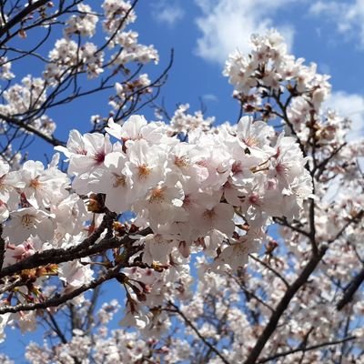 Jimaya1008's profile picture. 