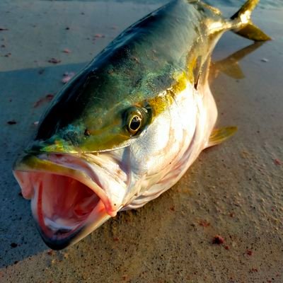 釣り/外遊び/生き物
エギング/アジング/シーバス/青物/タコ/ナマズ/バス釣り...何でもします！
大分県アングラー