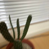 Cactus (@wwtal6rfa50e0xq) Twitter profile photo