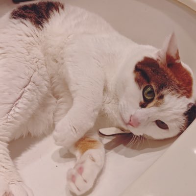 綺麗なハイフンさんのプロフィール画像