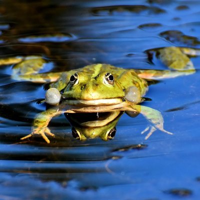 Wenn die Wahrheit nicht mehr frei ist, ist die Freiheit nicht mehr wahr.